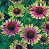 Эхинацея Echinacea Green Twister